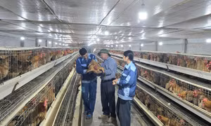 Xã Đông Ngũ: Phát triển nông, lâm, thủy sản bền vững
