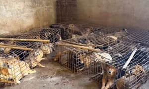Tạm giam 2 đối tượng trong đường dây trộm chó quy mô lớn ở Đắk Lắk