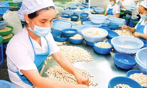 Biến “rào cản xanh” thành lợi thế cạnh tranh