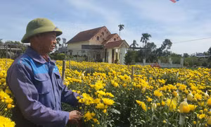 Làm giàu trên đồng đất quê hương