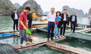Việt Nam đang nuôi thử giống cá cam đắt giá, tính toán nuôi cá ngừ đại dương