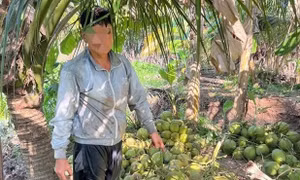 Chở 950 trái dừa trộm đi tiêu thụ, kẻ gian bị công an bắt quả tang