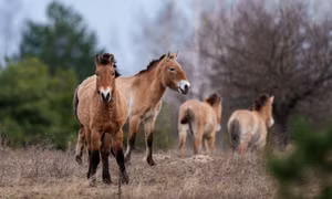Thiên nhiên Chernobyl hồi sinh giữa dấu tích thảm họa
