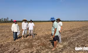 Khoảng 70% rơm phân hủy chỉ trong một tuần phun chế phẩm sinh học