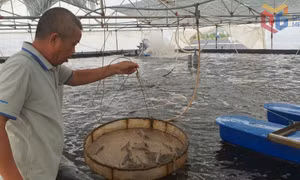 Hà An đổi hướng nuôi tôm