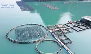 Xây dựng các cụm công nghiệp nuôi biển