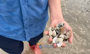 Cảnh báo nguy cơ ngao chết hàng loạt tại xã Quảng Hà do bệnh truyền nhiễm đặc biệt nguy hiểm