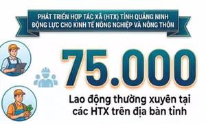 75.000 người - là tổng số lao động đang làm việc thường xuyên tại các HTX trên địa bàn tỉnh
