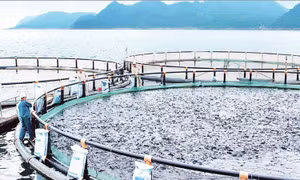 Mở hướng xuất khẩu cá rô phi
