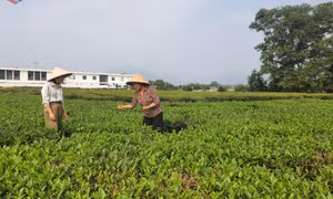 Động lực phát triển KT-XH vùng đồng bào DTTS