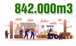 842.000 m3 - là sản lượng khai thác gỗ rừng trồng mà tỉnh Quảng Ninh phấn đấu thực hiện năm 2026