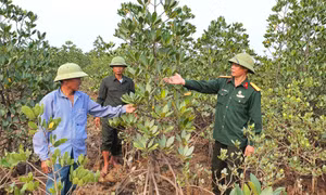 Cựu chiến binh Hải Lạng chung tay giữ rừng ngập mặn Đồng Rui
