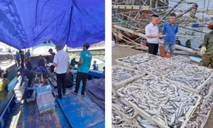 Đến hết quý II/2026: 100% tàu cá ra, vào cảng được kiểm soát, cập nhật và kê khai sản lượng khai thác trên hệ thống eCDT