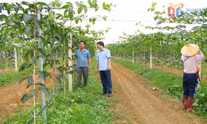 Xã Đầm Hà: Phát huy lợi thế, phát triển cây ăn quả tập trung