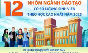 12 nhóm ngành đào tạo có số lượng sinh viên theo học cao nhất năm 2025