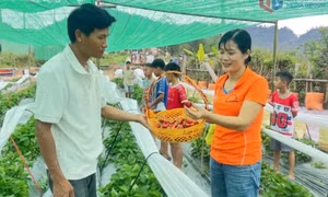 Nông dân Cô Tô mở hướng làm du lịch nông nghiệp 