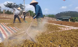 Mùa hồi ở Hoành Mô