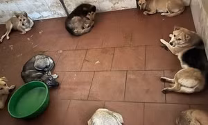 Hà Nội: Bắt ổ nhóm trộm chó dùng súng điện hoạt động nhiều năm