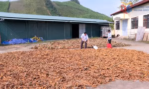 Gia tăng giá trị từ cây quế