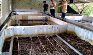 Chàng trai 9x thu trăm triệu mỗi năm nhờ nuôi lươn không bùn, cho lươn nghe nhạc