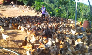 Chàng thanh niên Sán Chỉ làm giàu ở vùng đất nghèo