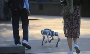 Người dân Trung Quốc lại có thú vui mới: nuôi chó robot làm cảnh