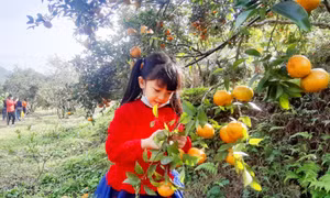 Về Vân Đồn, trải nghiệm hái cam, câu cá 