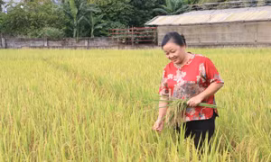 Nữ kỹ sư hơn 30 năm nâng niu từng cây lúa quê hương 