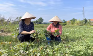 Phụ nữ Tiên Yên đổi mới, đoàn kết, sáng tạo