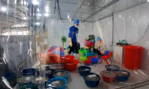 Vân Đồn: Chế biến thủy sản hướng tới xuất khẩu 