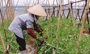 Đảm bảo các điều kiện sản xuất nông nghiệp vụ Đông Xuân