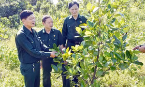 Vân Đồn: Hiệu quả phong trào thi đua “Cựu chiến binh gương mẫu”