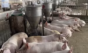 Giá heo hơi tăng lên 64.000 đồng một kg