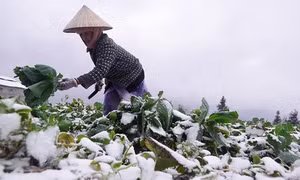 Chuyên gia cảnh báo đợt không khí lạnh rất mạnh, nhiệt độ có thể dưới 0 độ C