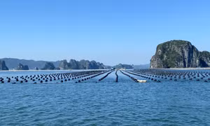 Vân Đồn quyết liệt chuyển đổi phao xốp trong nuôi trồng thủy sản