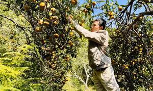 Mùa cam ngọt ở Vạn Yên