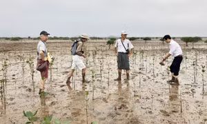 Rừng ngập mặn - “Lá phổi xanh” và sinh kế bền vững