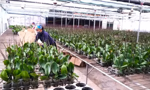 Làng hoa tất bật chuẩn bị đón xuân