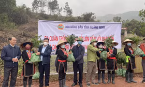 Hoàn thành trồng rừng gỗ lớn