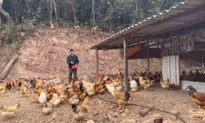 Tiên Yên: Duy trì đà tăng trưởng