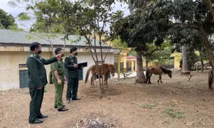 Kiểm soát chặt tình trạng vận chuyển trâu, bò qua biên giới