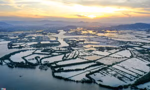 Cồn Chim hoang sơ giữa rừng ngập mặn ở Bình Định