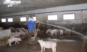 Giá heo hơi liên tục chạm đáy, người nuôi lo thất thu vụ Tết