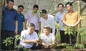 "Sâm Ngọc Linh trên đất Sơn La - Từ Quốc bảo trở thành sinh kế"