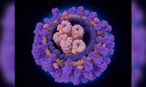 Phát hiện một loại kháng thể có thể nhắm vào nhiều chủng virus cúm cùng lúc