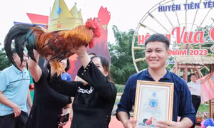 Vua gà Tiên Yên