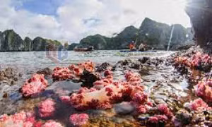 Kỳ thú thiên nhiên Quảng Ninh
