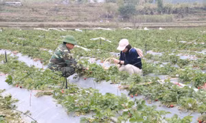 Đặc sắc du lịch nông nghiệp ở Bình Liêu
