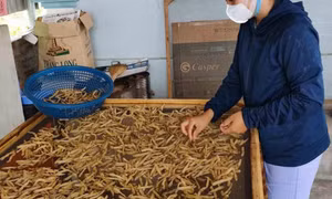 Sá sùng - Báu vật trời ban