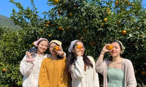 Sức hấp dẫn từ du lịch trải nghiệm vườn Cam tại Vạn Yên (Vân Đồn)